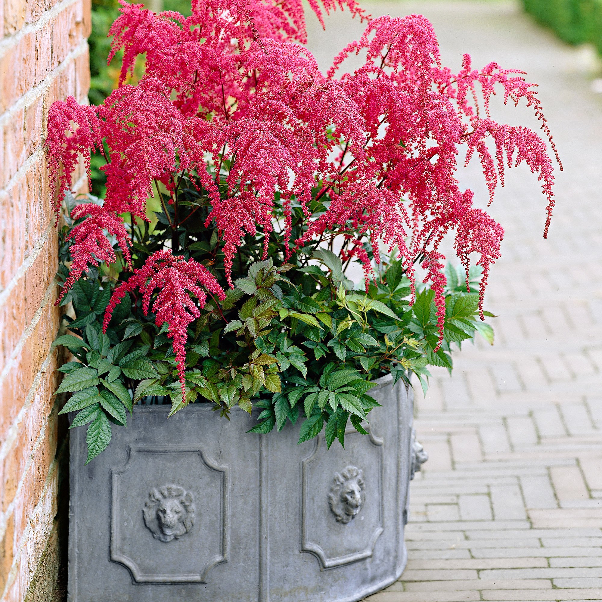 Astilbe arendsii 'Red Charm'